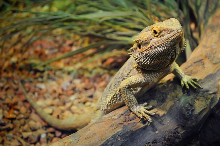 bearded lizard