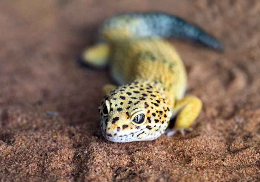 leopard gecko teddy