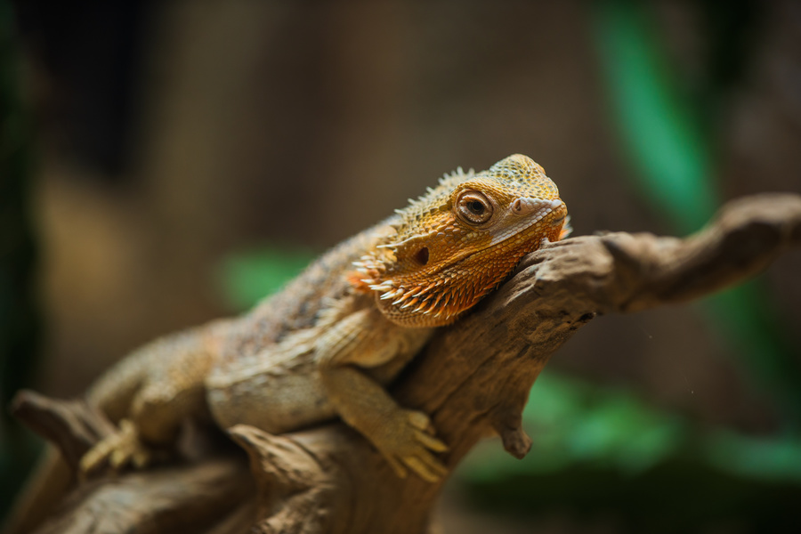 bearded dragon rest