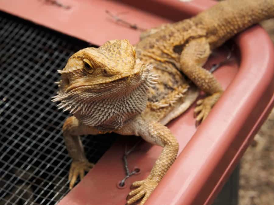 bearded dragon