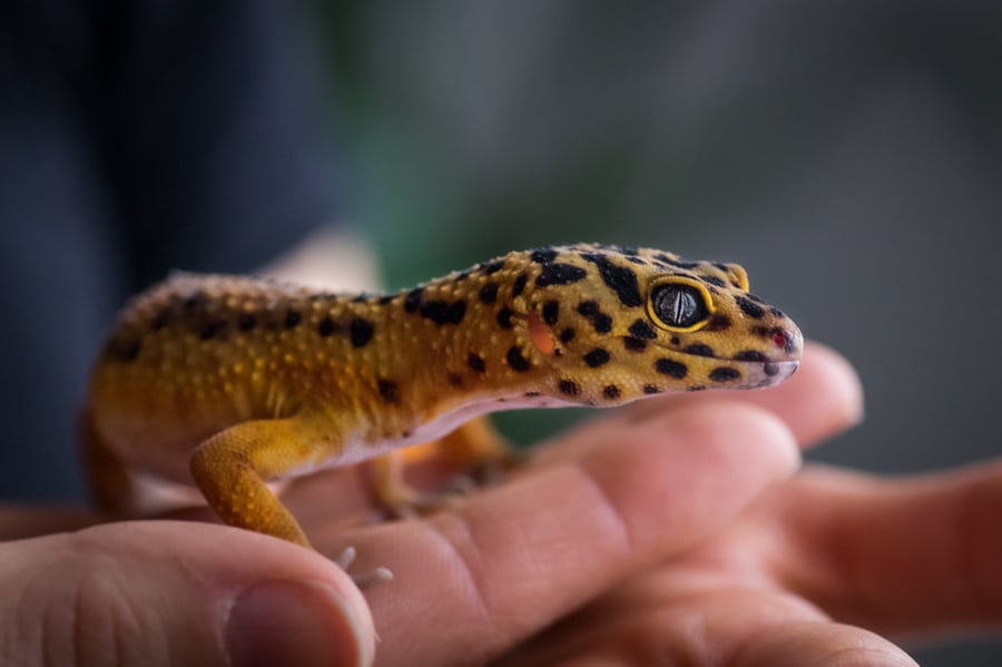 leopard gecko in someone's hand
