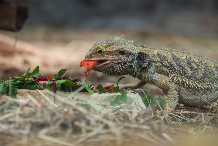 bearded dragon eating