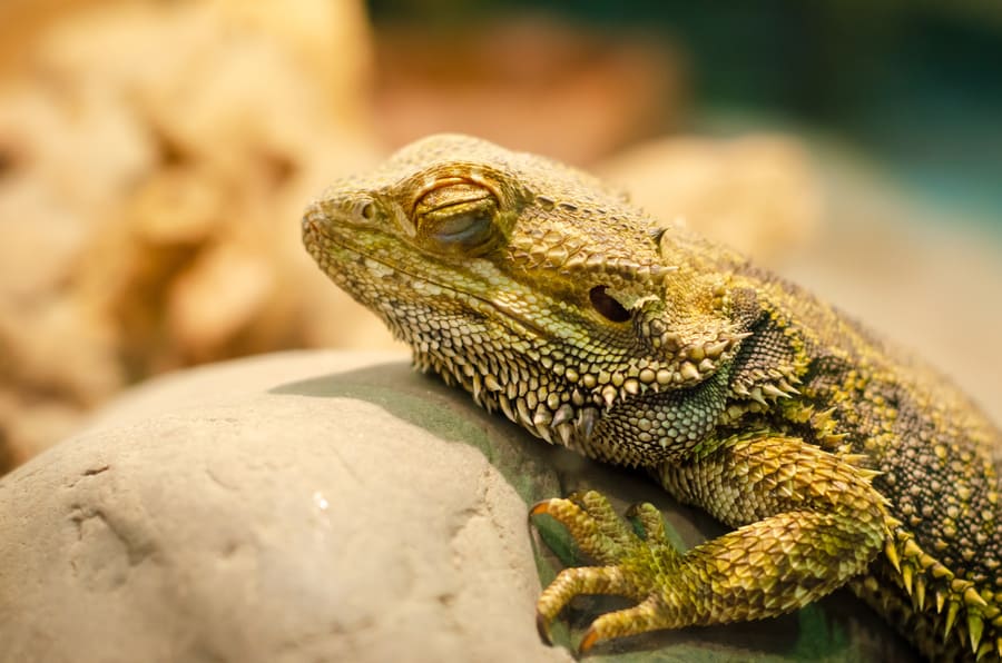 Sleep Requirements for Bearded Dragons (Napping Concerns) Critter Owner