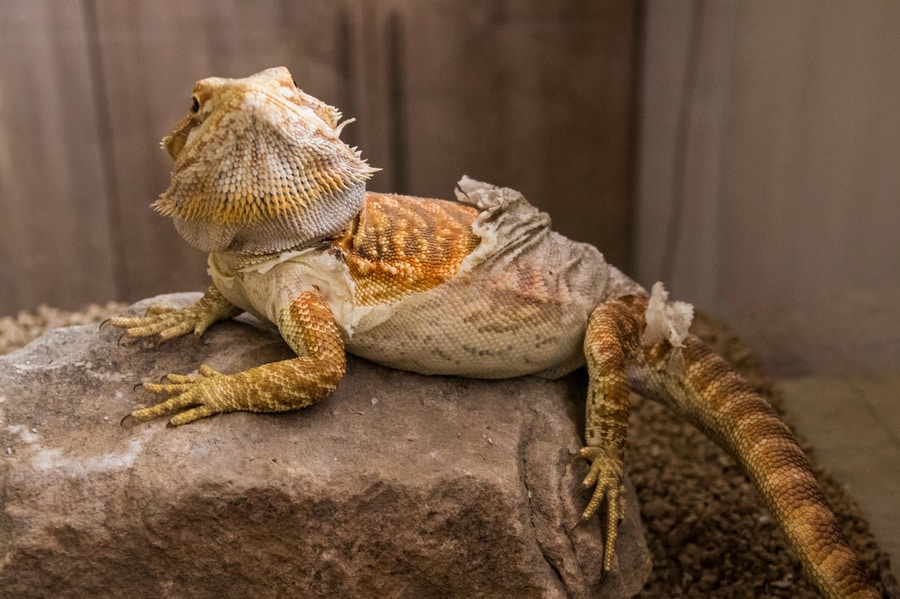 How Often Do Adult Bearded Dragons Shed?