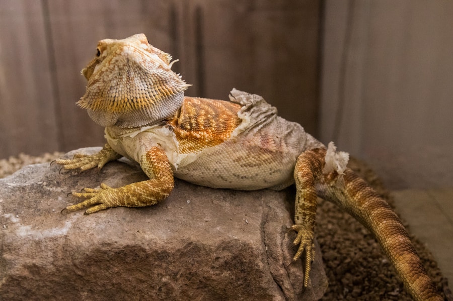 why bearded dragons shed their skin & how to comfort them