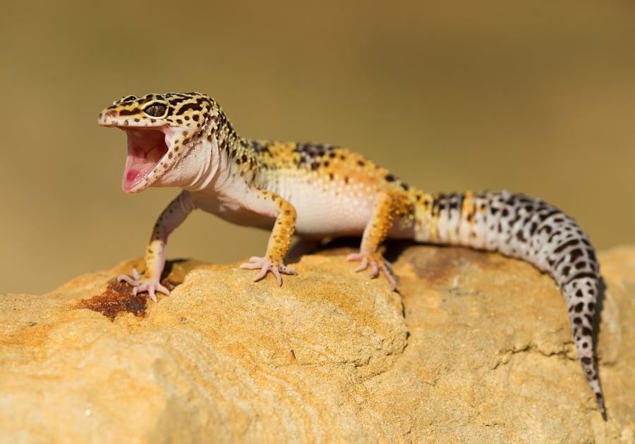 Leopard gecko on the rock with open mouth