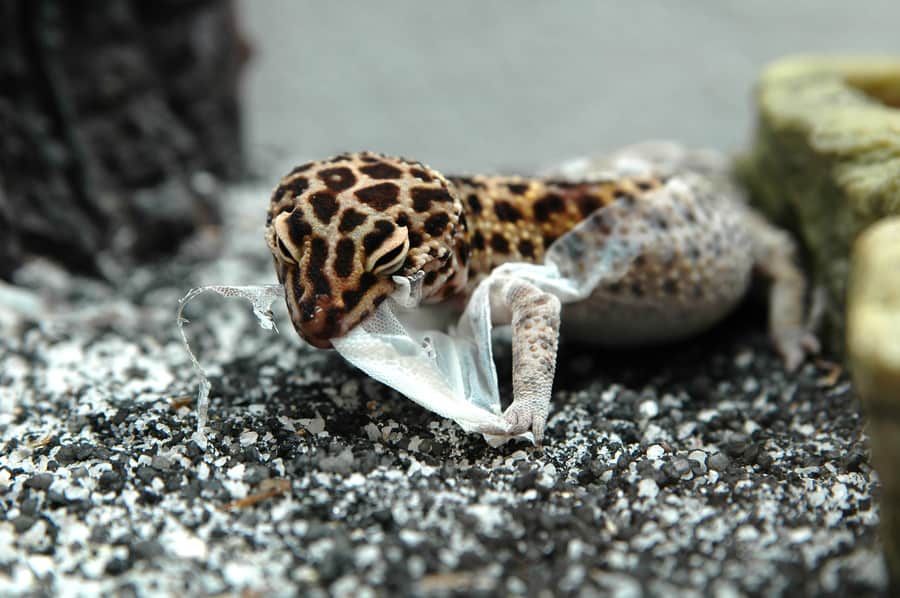 Leopard Geckos & Skin Shedding (Facts, Tips, & Concerns) – Critter Owner