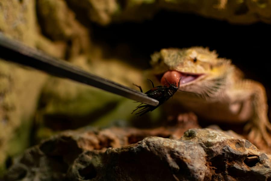 cricket lizard