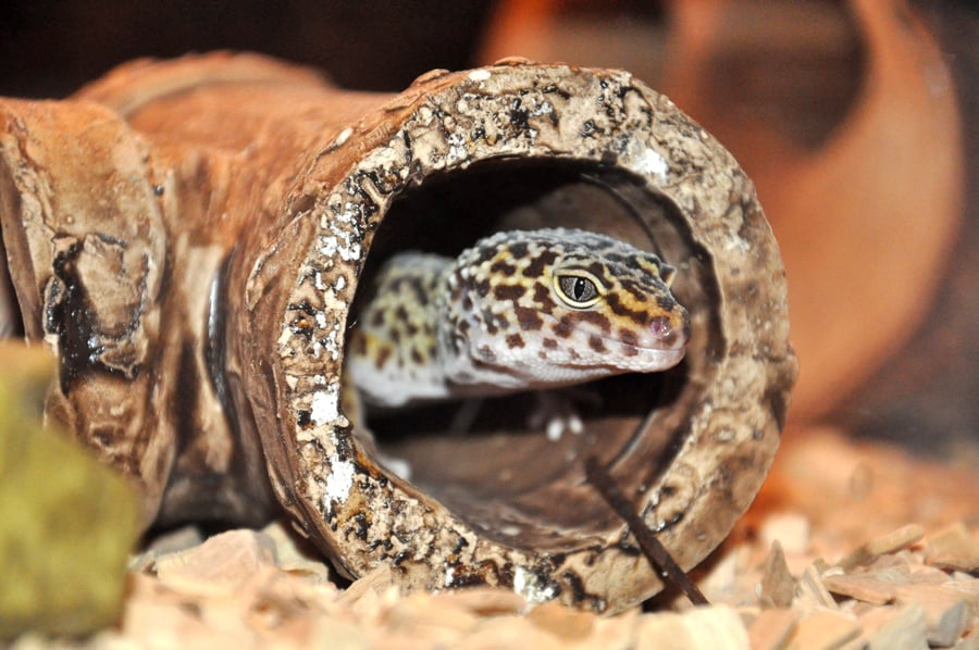leopard gecko in tube