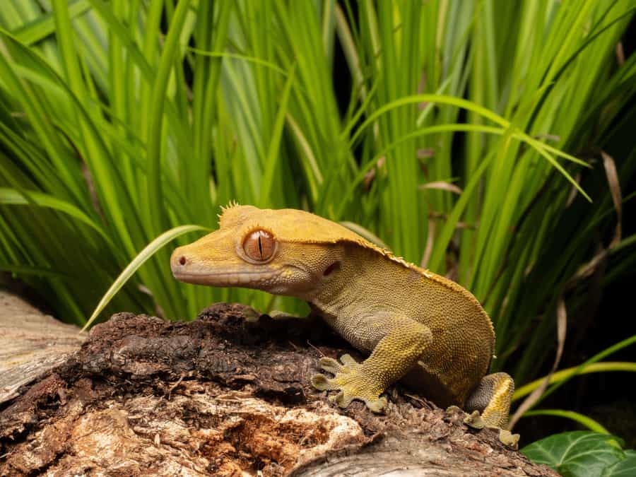 Do Crested Geckos Like Being Held Complete Handling Guide Critter Owner