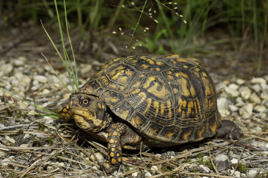 box turtle