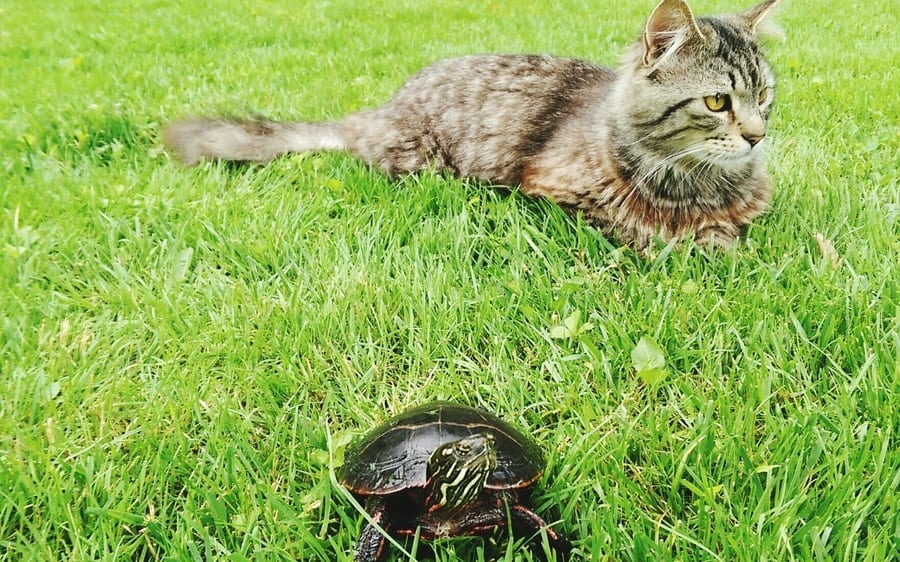 cat and turtle