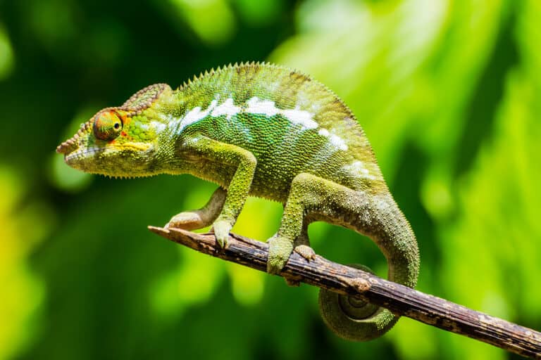 Can Chameleons Shed Their Tails? (A Complete Guide) – Critter Owner