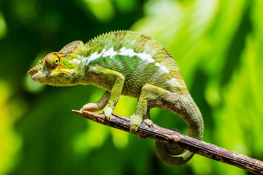 chameleon tail