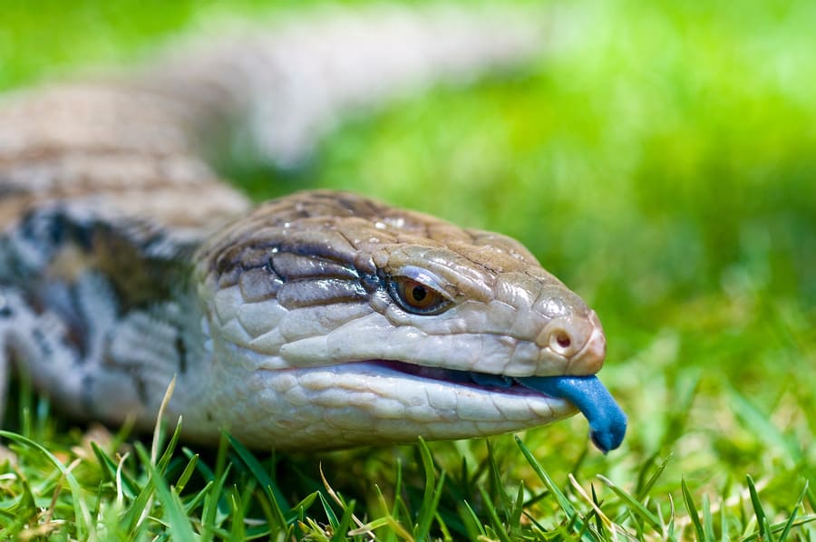 blue-tongued skink