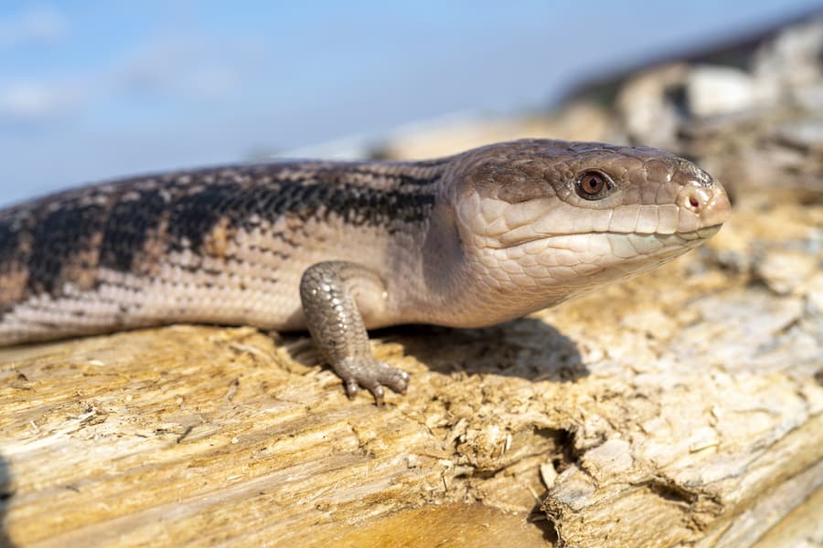 blue-tongued skink