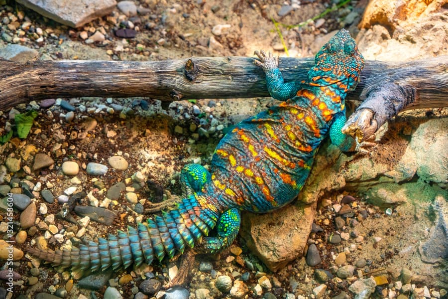 uromastyx lizard