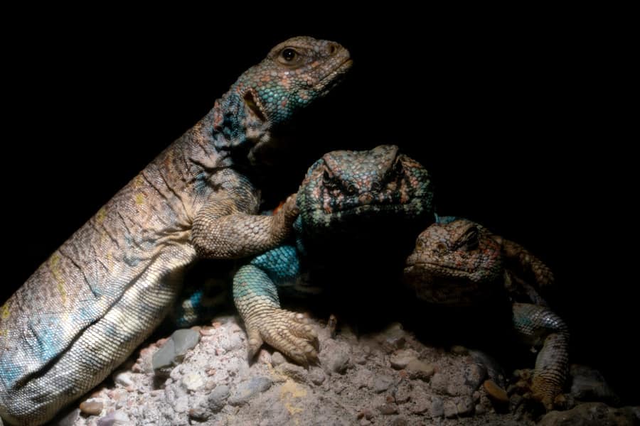 uromastyx lizards