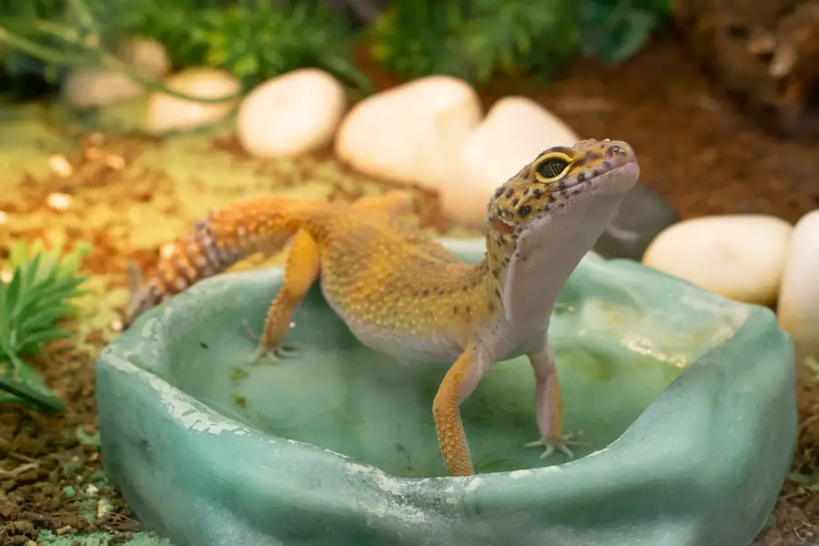 pretty little leopard gecko